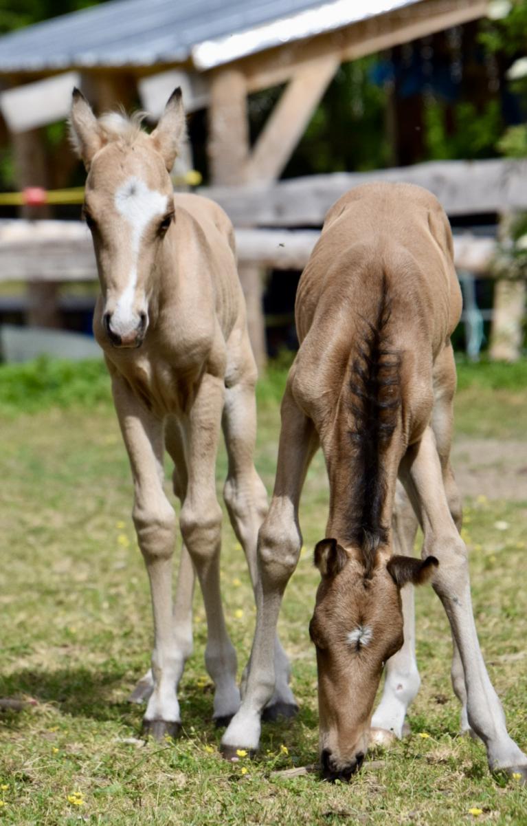 Photos des poulians jumeaux prises à 6 jours de vie